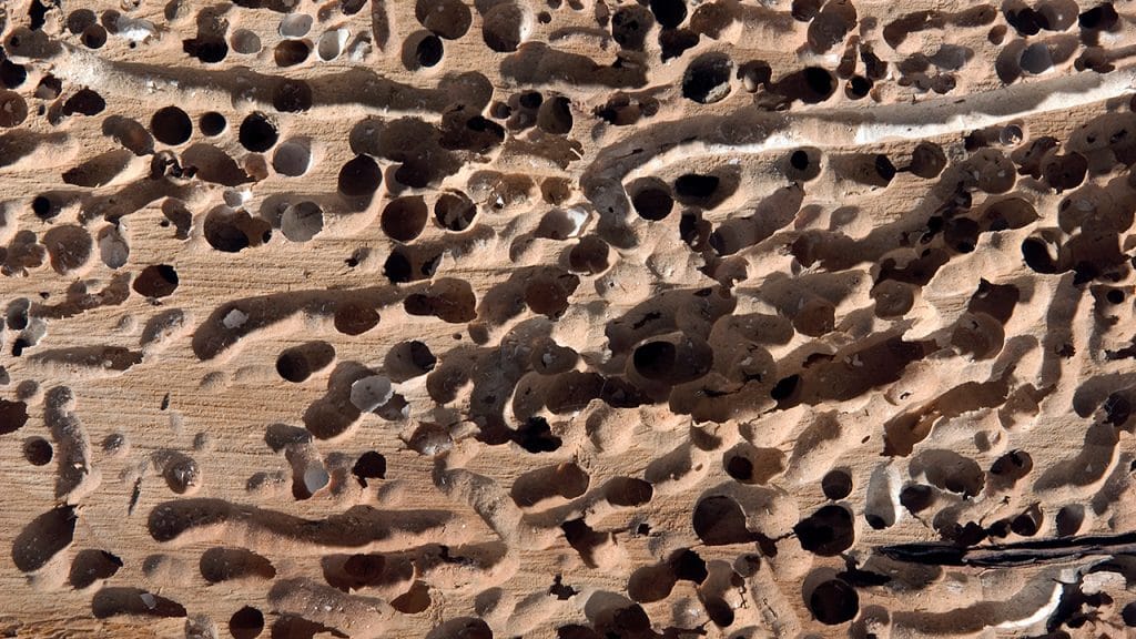 Ocean Termites