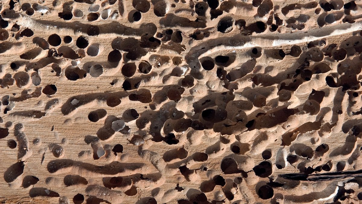 Ocean Termites