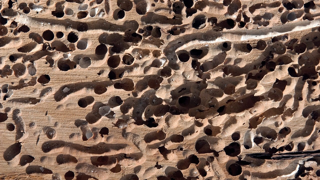 Ocean Termites