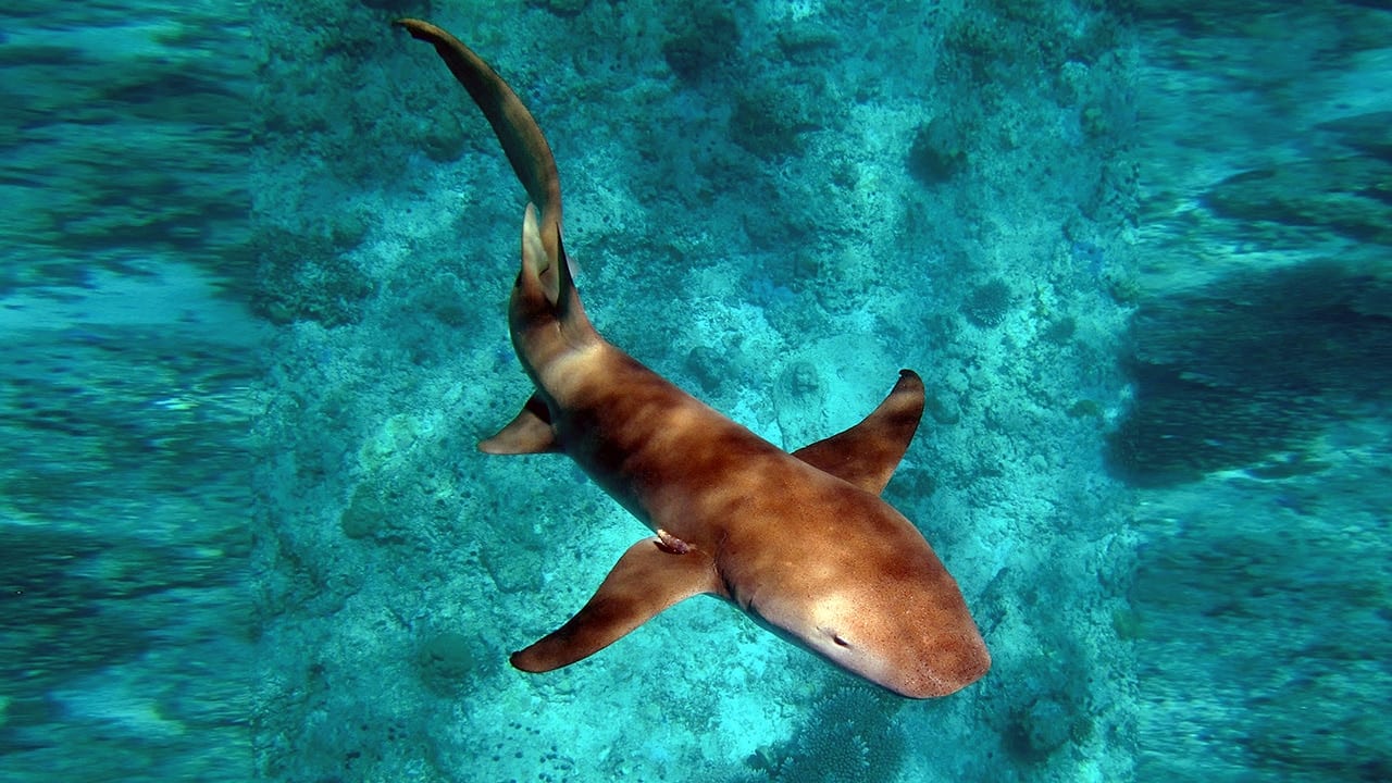 Nurse shark. Photo by Konrad Hughen, ©Woods Hole Oceanographic Institution