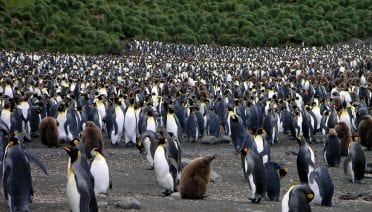 Penguins on Parade