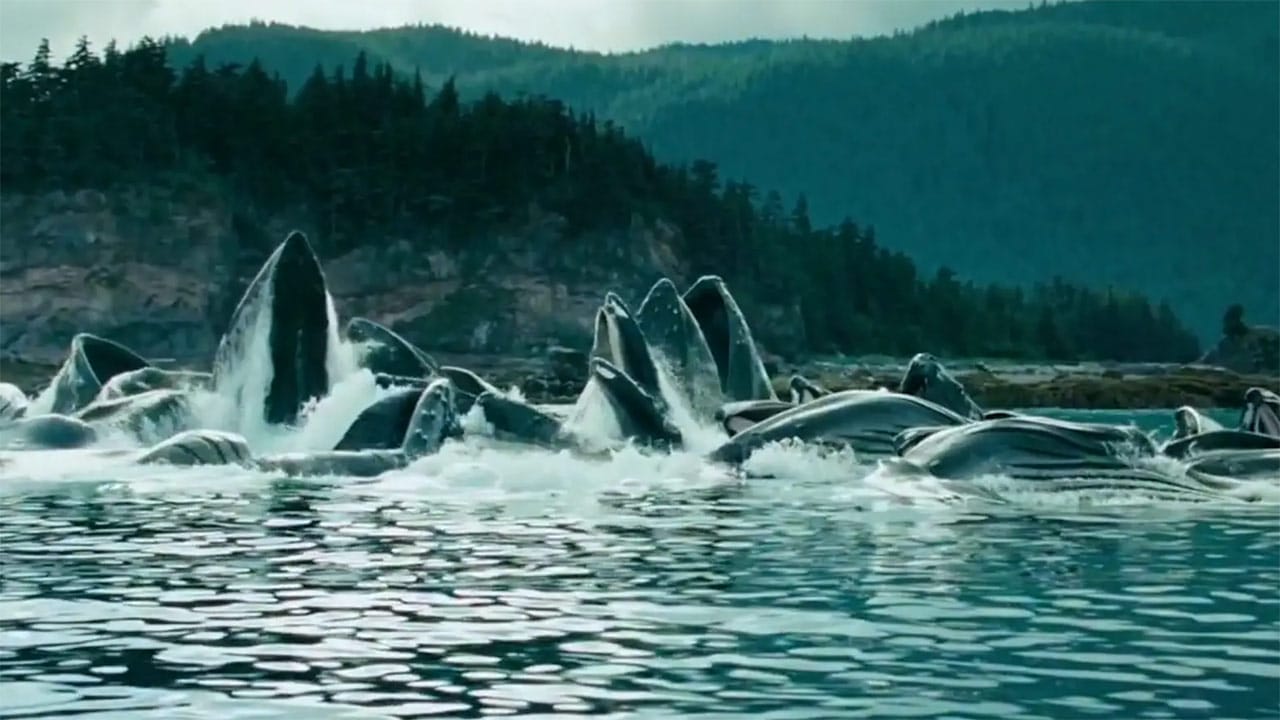 What would the ocean say? WInner video