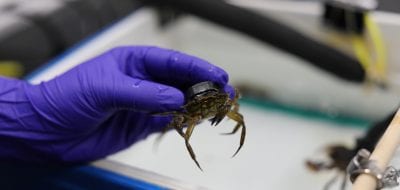 A close up of a green crab, ready to be hooked up to a heart monitoring system.