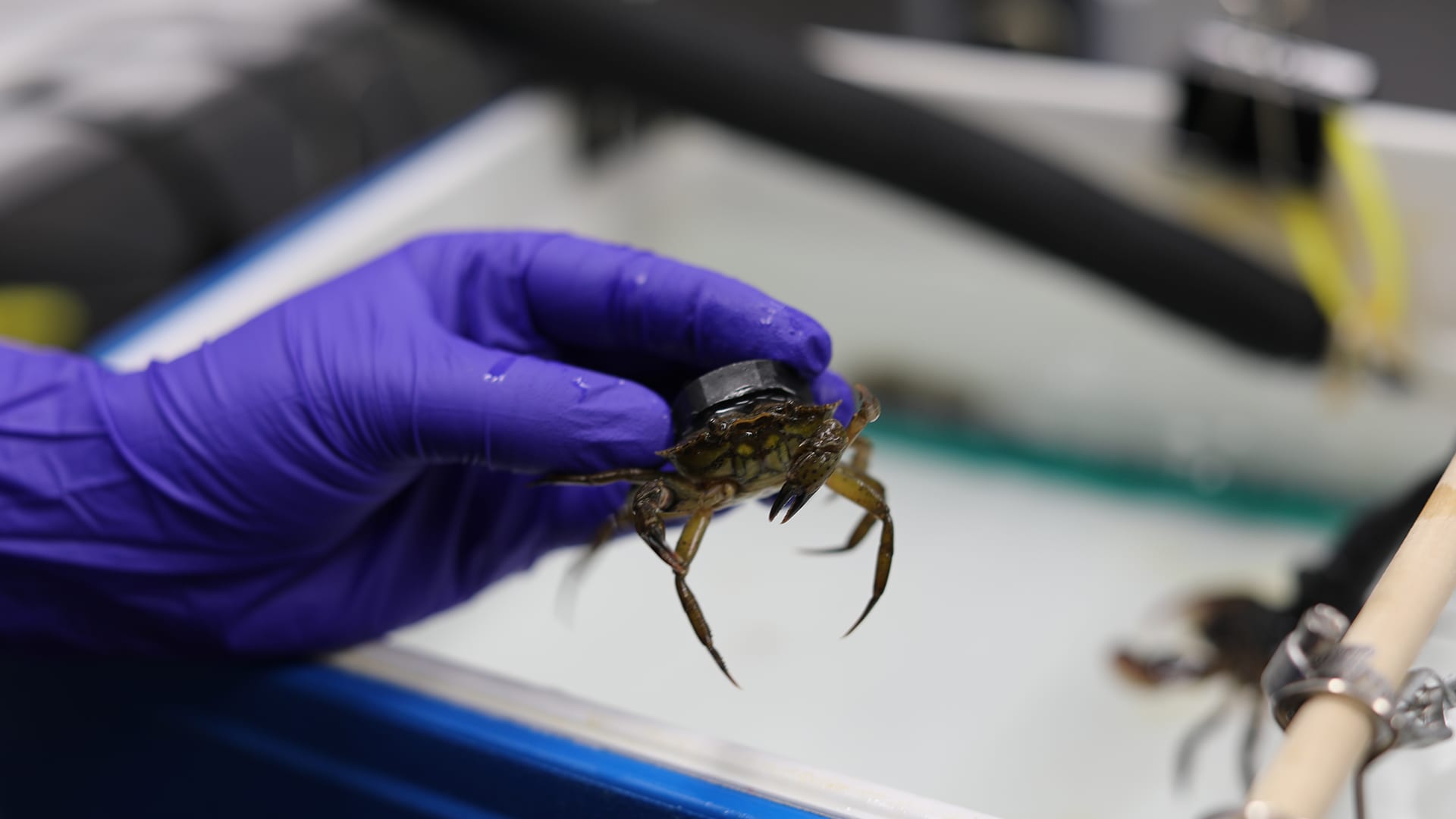 A close up of a green crab, ready to be hooked up to a heart monitoring system.