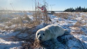 Marine ecologist at Woods Hole Oceanographic Institution is exploring new, non-invasive approaches to measuring the body mass of gray seals. Photo by Michelle Shero