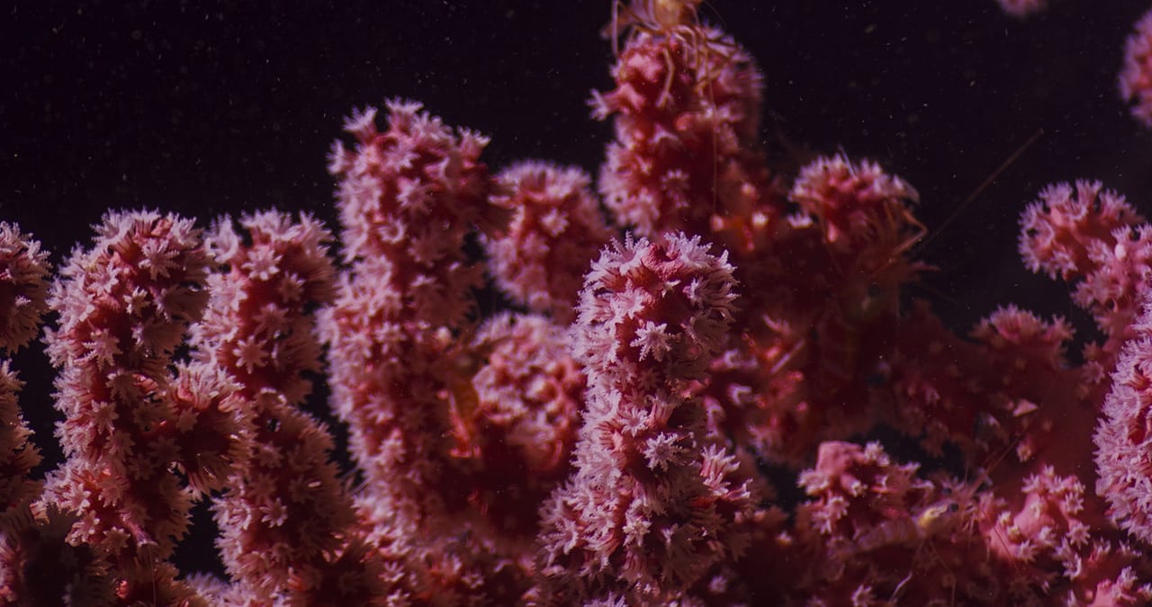 New species of coral found in Lydonia Canyon