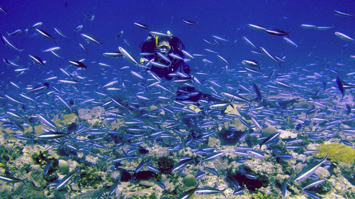 Reef Fish - Woods Hole Oceanographic Institution