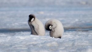 Adelaide penguin chicks