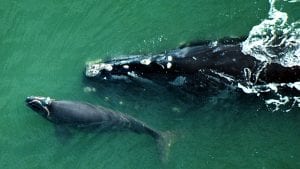 right whales