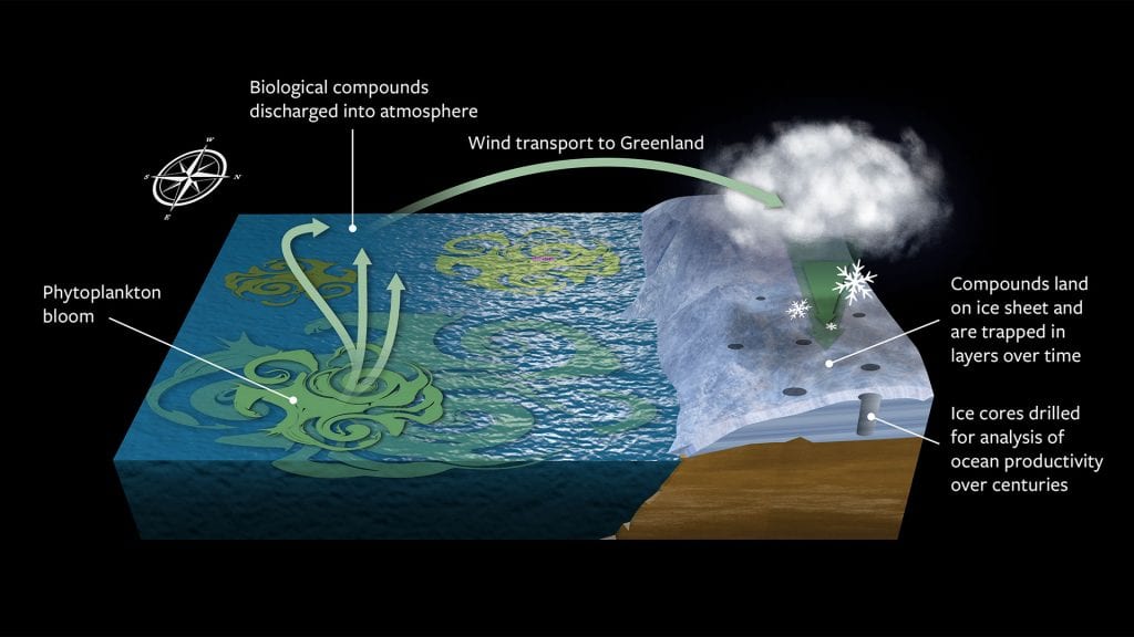 This diagram illustrates how biological compounds from phytoplankton blooms enter the atmosphere and ultimately end up trapped in centuries-old ice cores that scientists can use to measure ocean productivity over time. (Illustration by Eric S. Taylor and Timothy Silva, Woods Hole Oceanographic Institution)