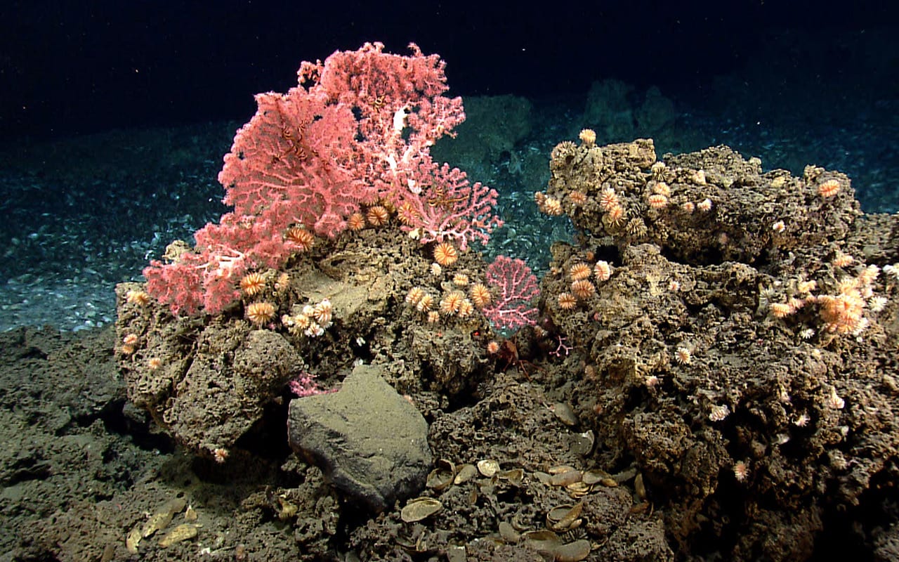 These corals, including cup corals and bubblegum corals, were found near the edge of a mussel bed while exploring a gas seep area near the northeast submarine canyons—unique and biodiverse habitats in the Atlantic Ocean. Less than one percent of the underwater canyons off the U.S. east coast have been explored. Image courtesy of the NOAA Office of Ocean Exploration and Research, Northeast U.S. Canyons Expedition 2013.
