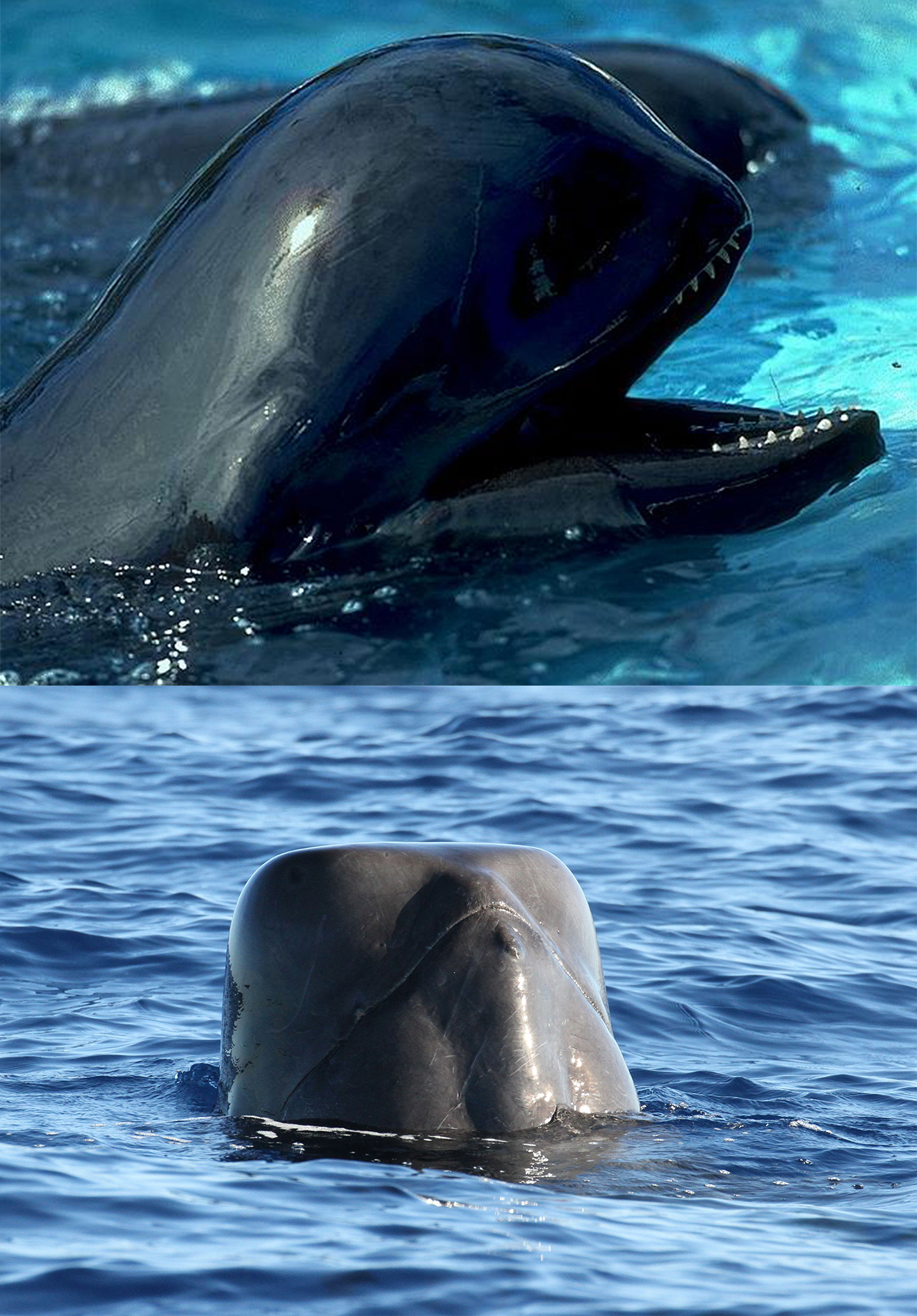 The ‘Shiho’ form of short-finned pilot whales have round heads, (Top image credit: NOAA Southwest Fisheries ScienceCenter), while the ‘Naisa’ form have square-shaped heads (Bottom image credit: CascadiaResearch Collective)