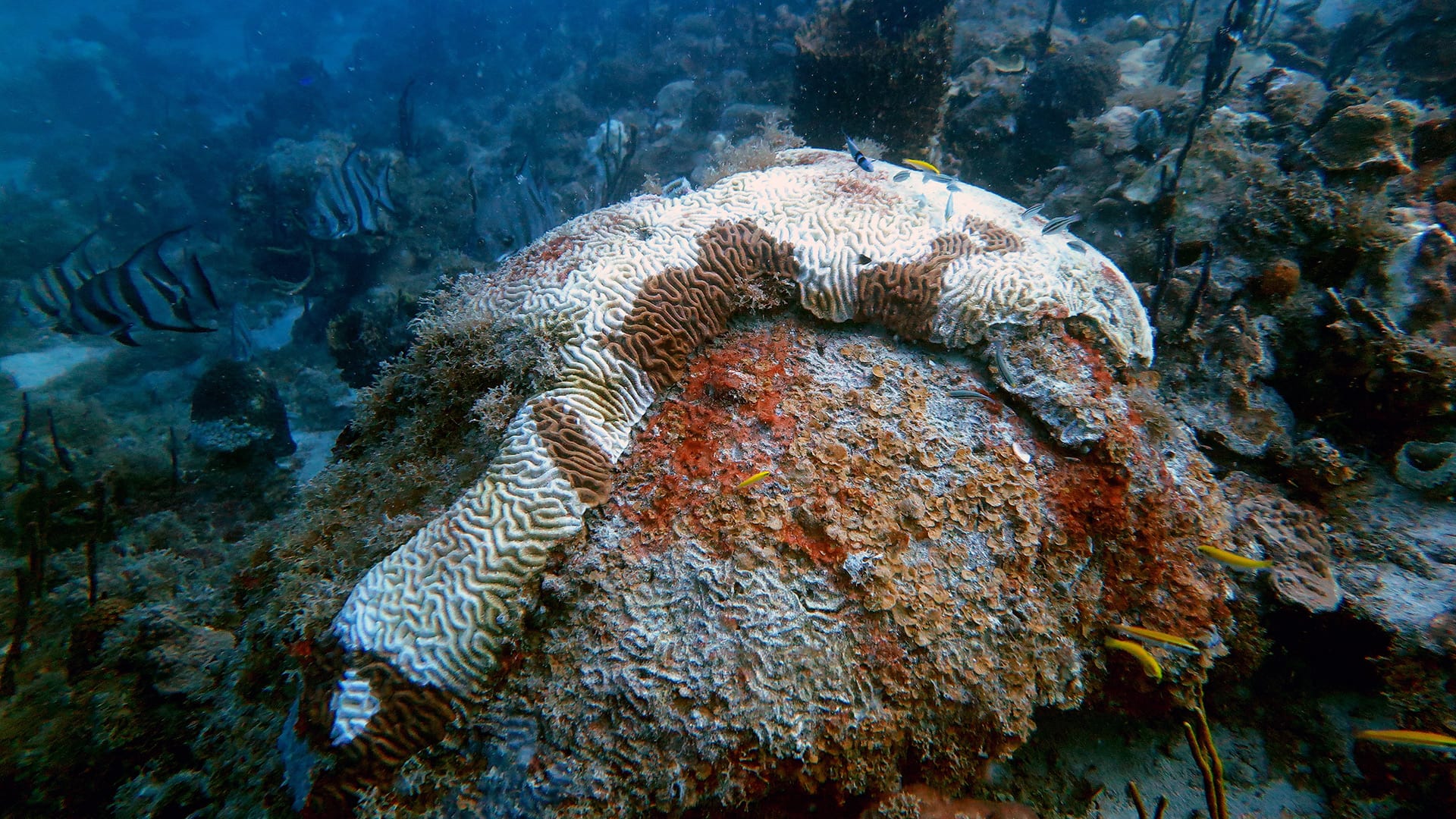 Brain corals in the U.S. Virgin Islands, like the one shown here, are exhibiting the same types of large, stark-white lesions as diseased corals in Florida. Photo by Marilyn Brandt, University of the Virgin Islands