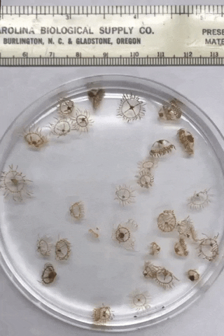 Several young clinging jellyfish collected from Martha’s Vineyard swim in a petri dish. Video by Annette Govindarajan, Woods Hole Oceanographic Institution. 