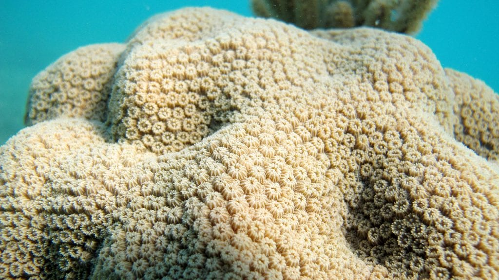 A close up view of the surface of an Orbicella faveolata coral colony from a reef in Los Canarreos, Cuba.
