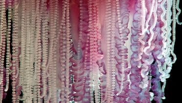 These may look like a curtain of Mardi Gras beads hung in a doorway, but they are actually Man-o'-War tentacles that can inject toxins into any creature unlucky enough to bump into them. Photo by Larry Madin, Woods Hole Oceanographic Institution