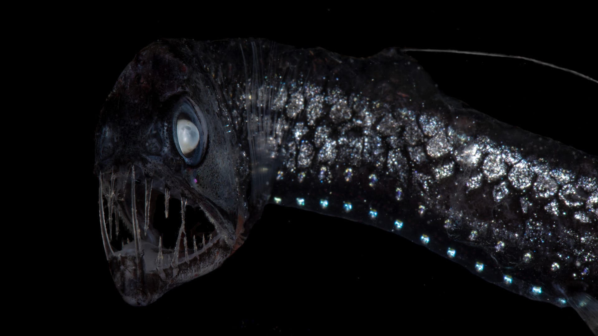 Ocean twilight zone animals, like this Sloane’s viperfish, rely on their photophores for a variety of important survival functions. Photo by Paul Caiger, © Woods Hole Oceanographic Institution