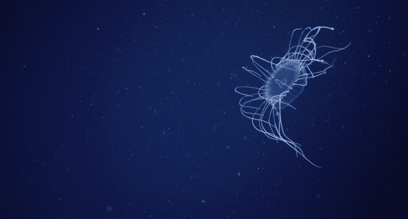 WHOI scientists and engineers are testing out different types of LED lights in the ocean twilight zone to figure out how to best image light-sensitive animals, like the dinner plate jelly shown here. Video courtesy of OceanX.