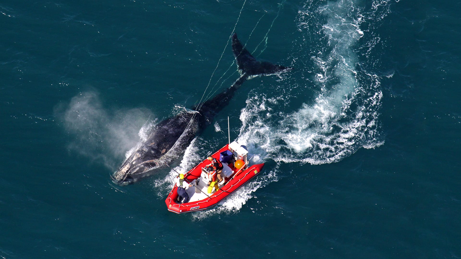 A disentanglement team attempts to free a right whale from fishing gear. EcoHealth Alliance, NOAA Permit #932-1905.