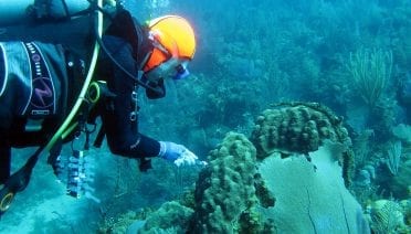 Laura Weber collects a syringe sample from seawater surrounding an Orbicella faveolata coral colony in Jardines de la Reina, Cuba.