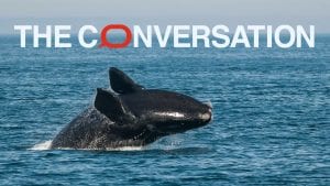 WHOI featured in The Conversation