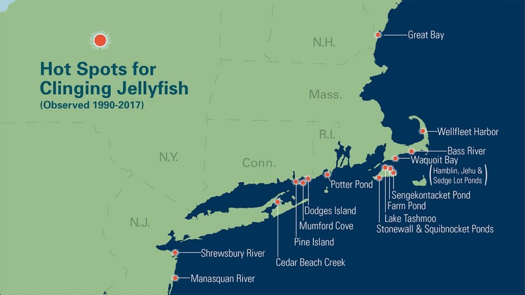 Hot Spots for Clinging Jellyfish