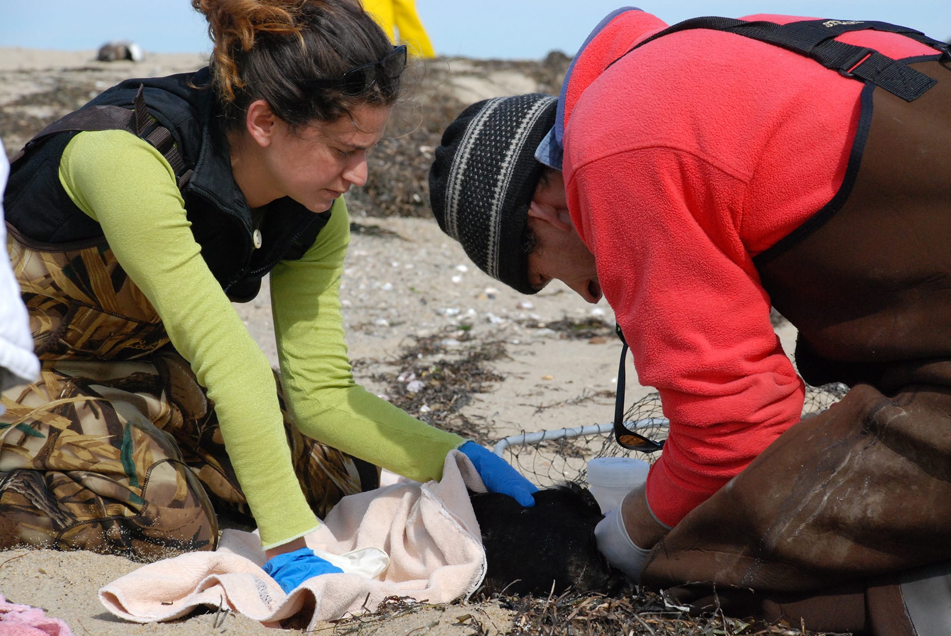 WHOI biologists Michael Moore and Andrea Bogomolni