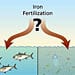ocean iron fertilization