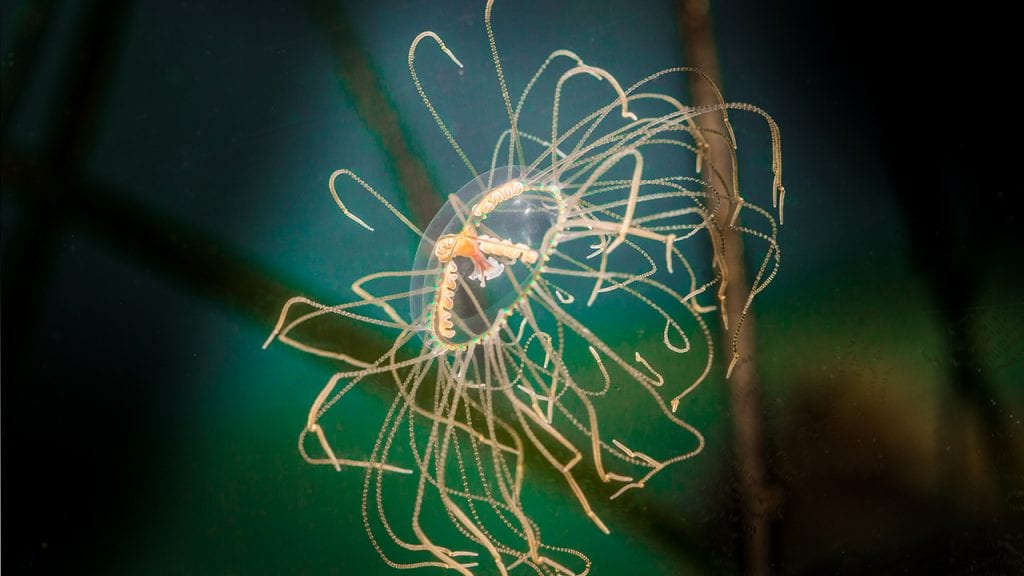 Clinging jellyfish in waters near Vladivostok, Russia