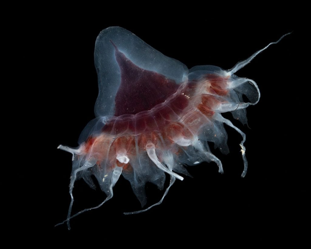 WHOI Honors the 50th Anniversary of the Moonwalk Woods Hole