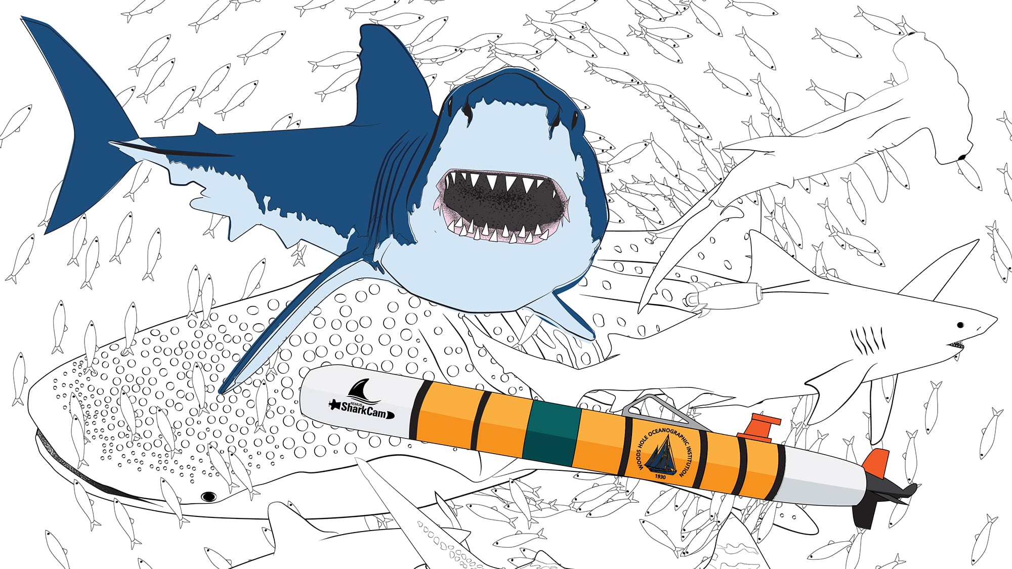 shark coloring page