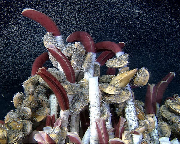 First discovered by WHOI researchers in 1979, deep sea hydrothermal vents harbor unexpected life including tubeworms, mussels, and other animals sustained by energy from chemicals escaping the seafloor. The discovery of such organisms thriving out of sunlight’s reach represented an important step in understanding life on our planet, and raised questions about the origin of life on Earth.  (Photo courtesy of Dan Fornari, Woods Hole Oceanographic Institution)