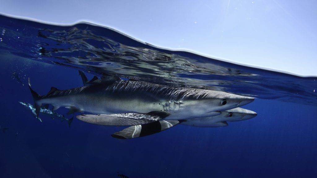 Blue shark