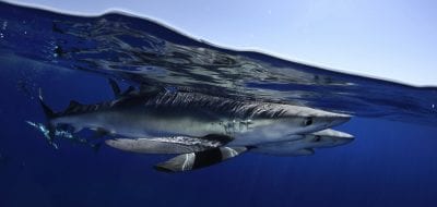 Blue shark