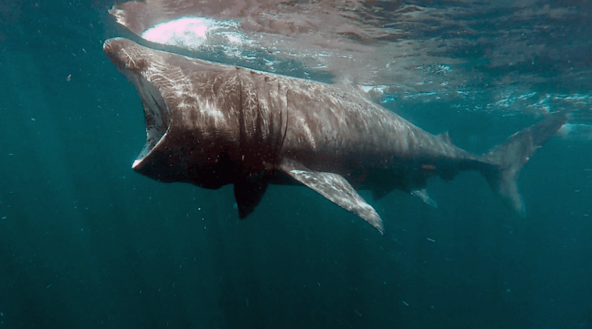 Basking shark