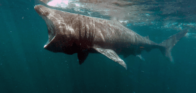 Basking shark