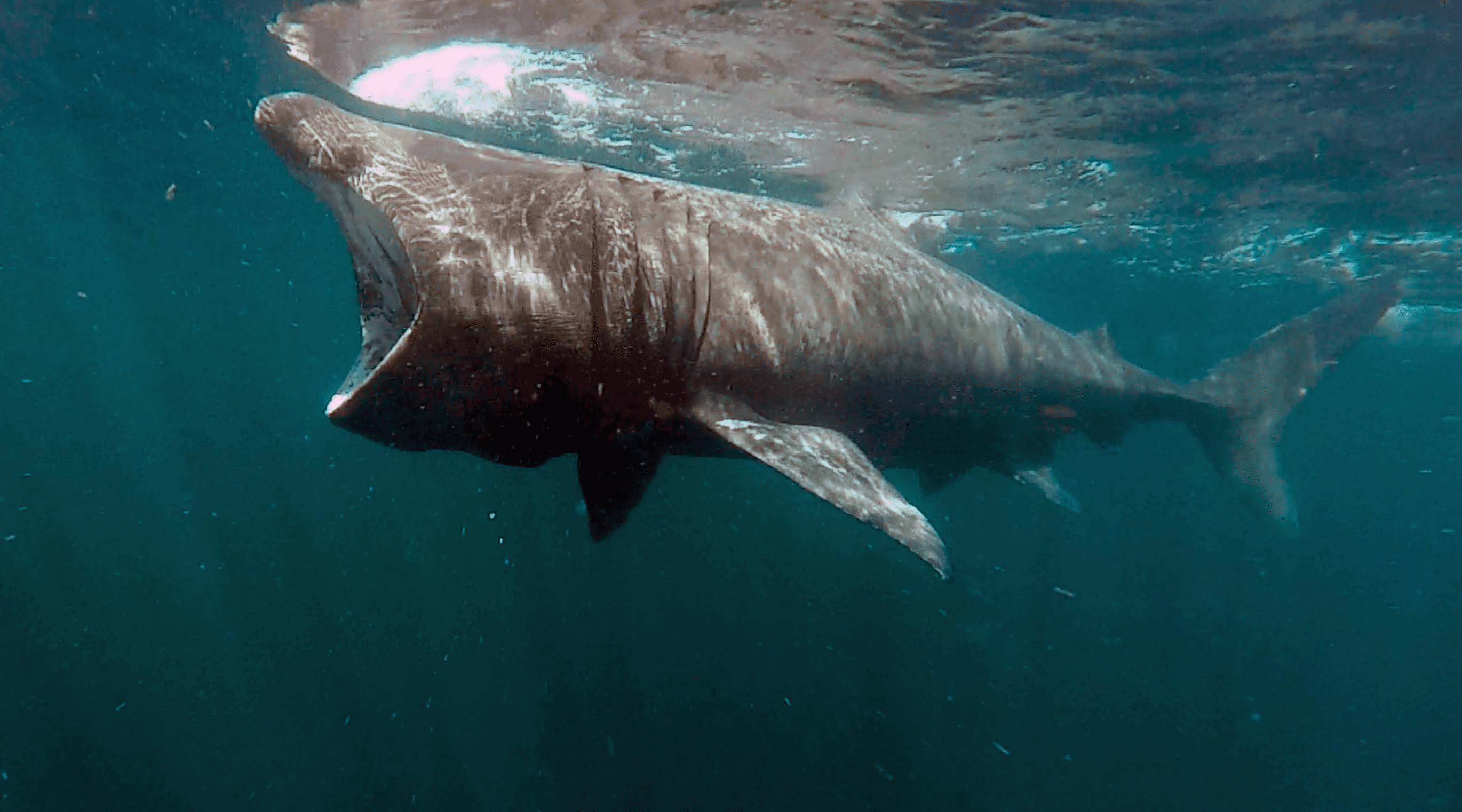 Basking shark