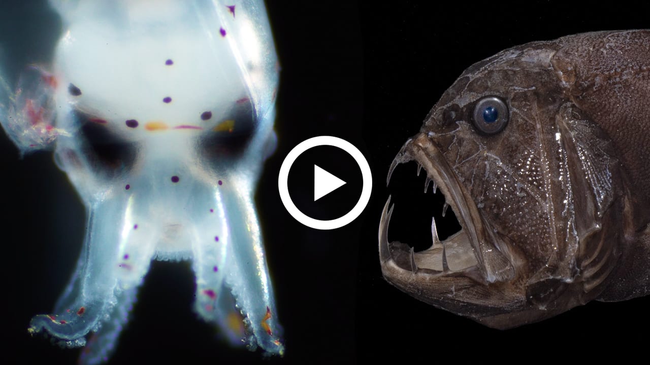 Creatures of the Ocean Twilight Zone – Woods Hole Oceanographic Institution