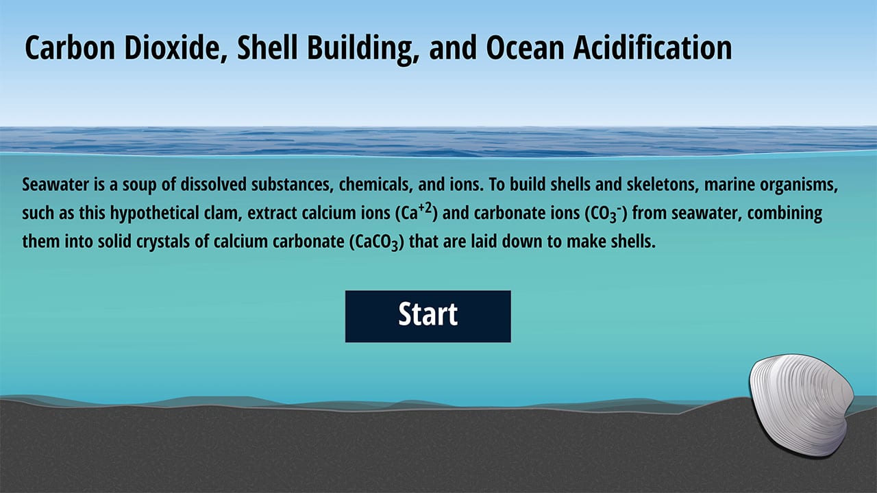 Carbon Dioxide Shell Building And Ocean Acidification Woods Hole Oceanographic Institution
