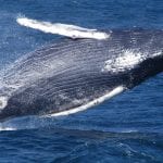humpback whale