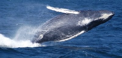 humpback whale