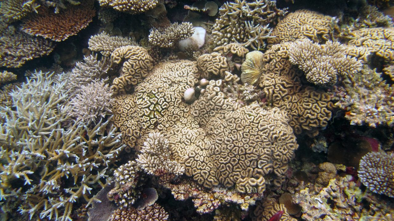 Newswise: New study measures how much of corals’ nutrition comes from hunting