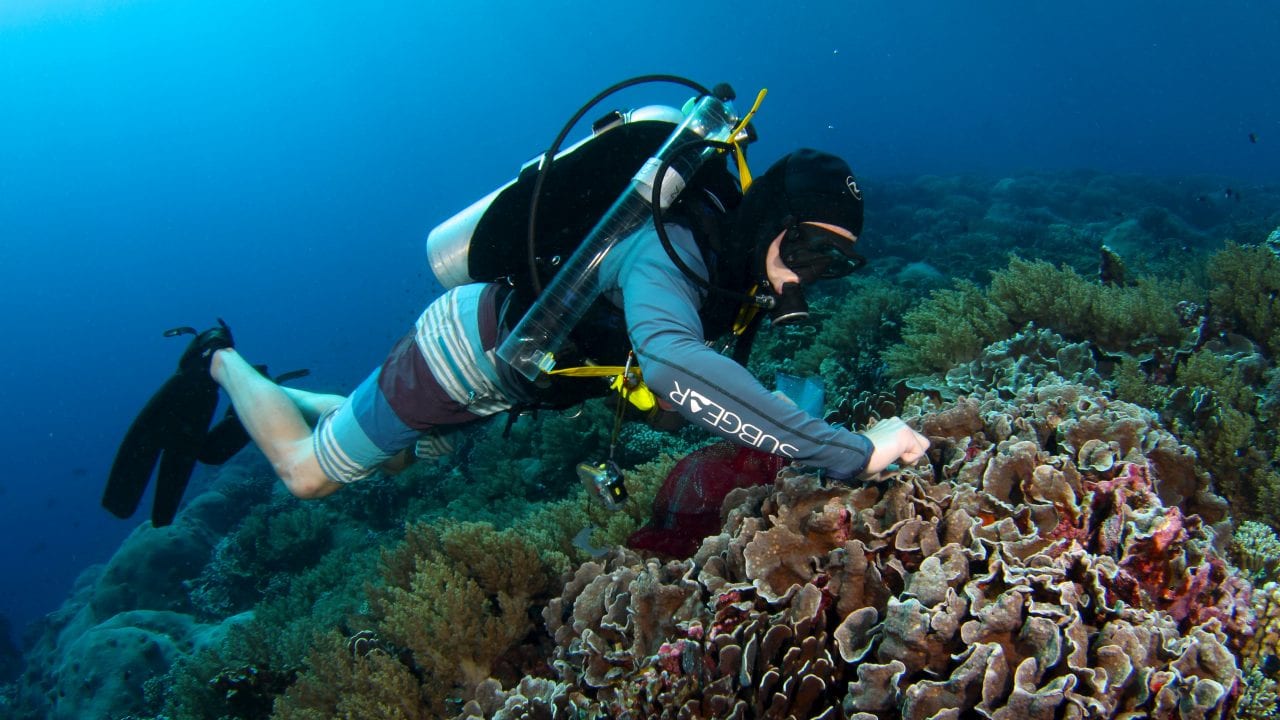 Newswise: New study measures how much of corals’ nutrition comes from hunting