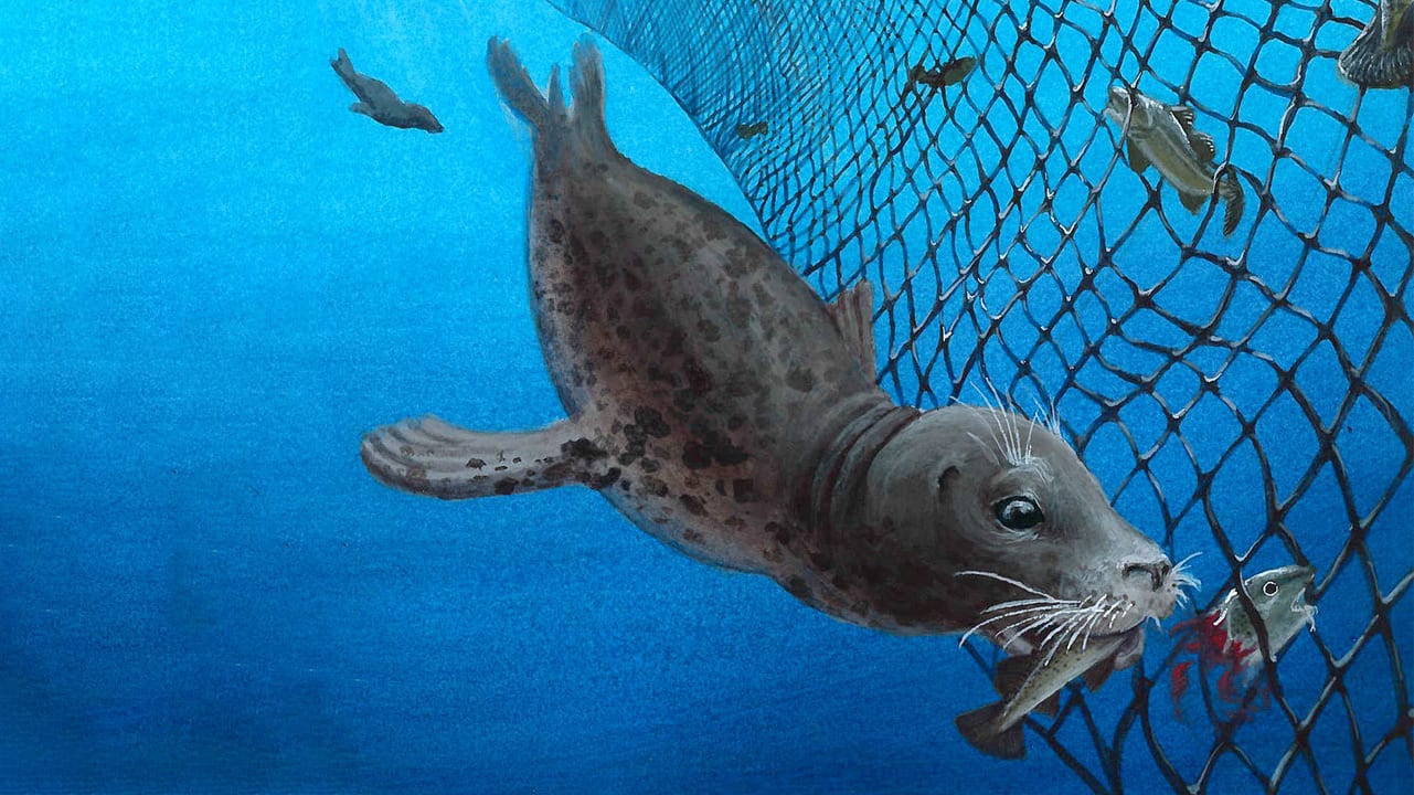 grey seal in gillnet