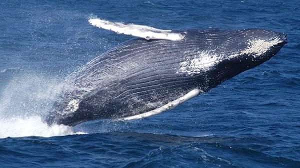 humpback whale