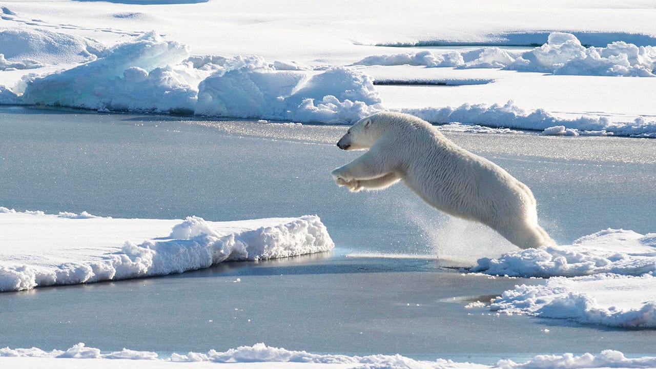 arctic ocean animals and plants