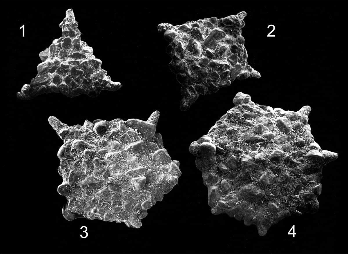 A foram morphs into a number of geometric shapes over time to accommodate its foraging and motility requirements