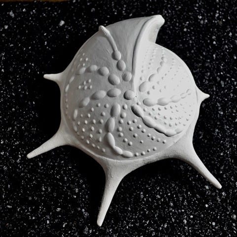 ceramic sculpture of a species known as Cristellaria echinata.
