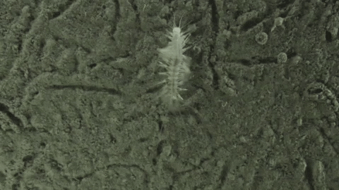 A polynoid polychaete worm ambles over the seafloor at a depth of more than 10,000 meters in the Kermadec Trench in 2014. Tracks and trails of undiscovered animals are etched into the seafloor below. (Video by Tim Shank, Woods Hole Oceanographic Institution)