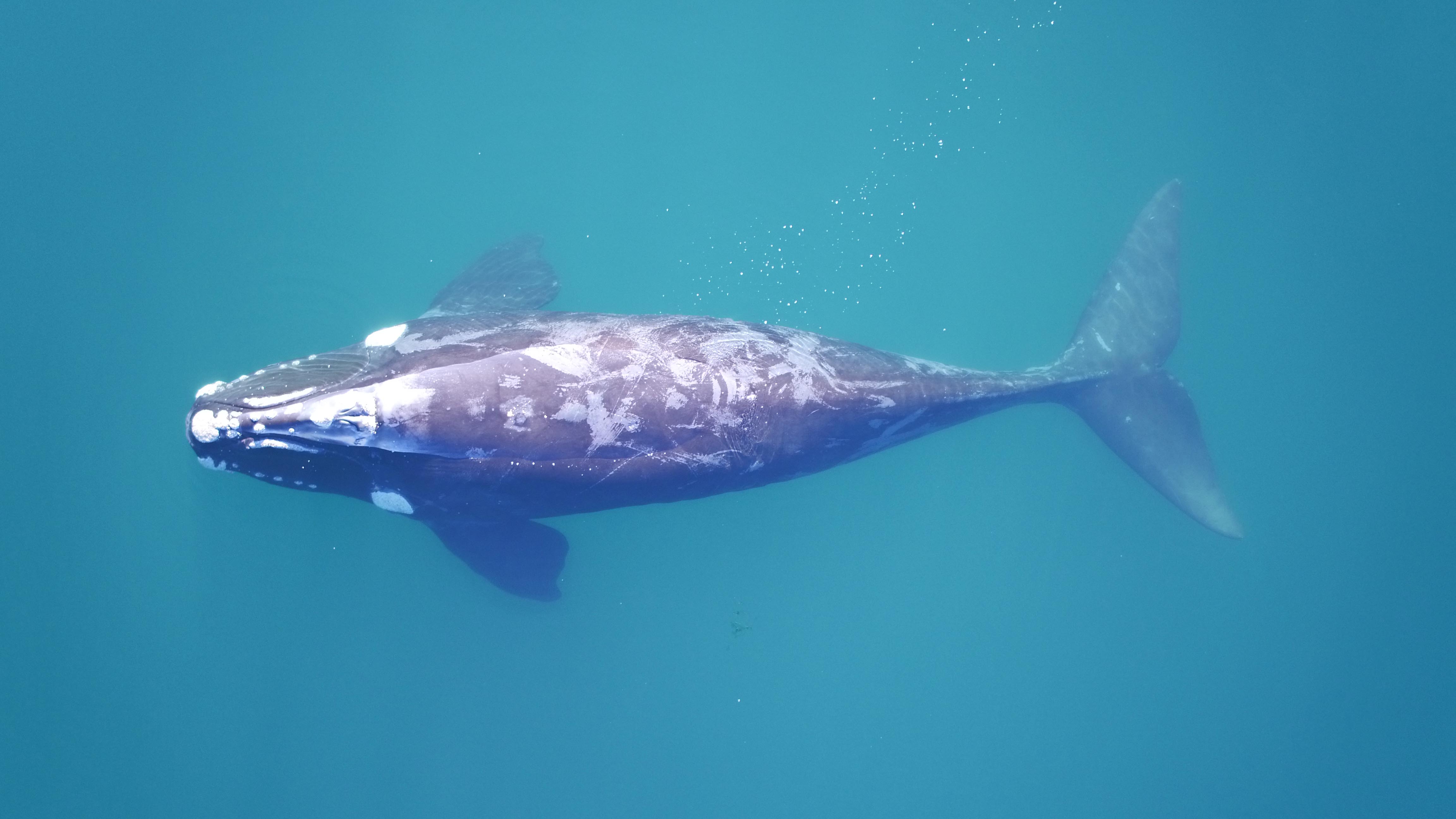 A southern right whale surfaces in the clear waters off the coast of Península Valdés. Photo by Fredrik Christiansen, Aarhus Institute of Advanced Studies
